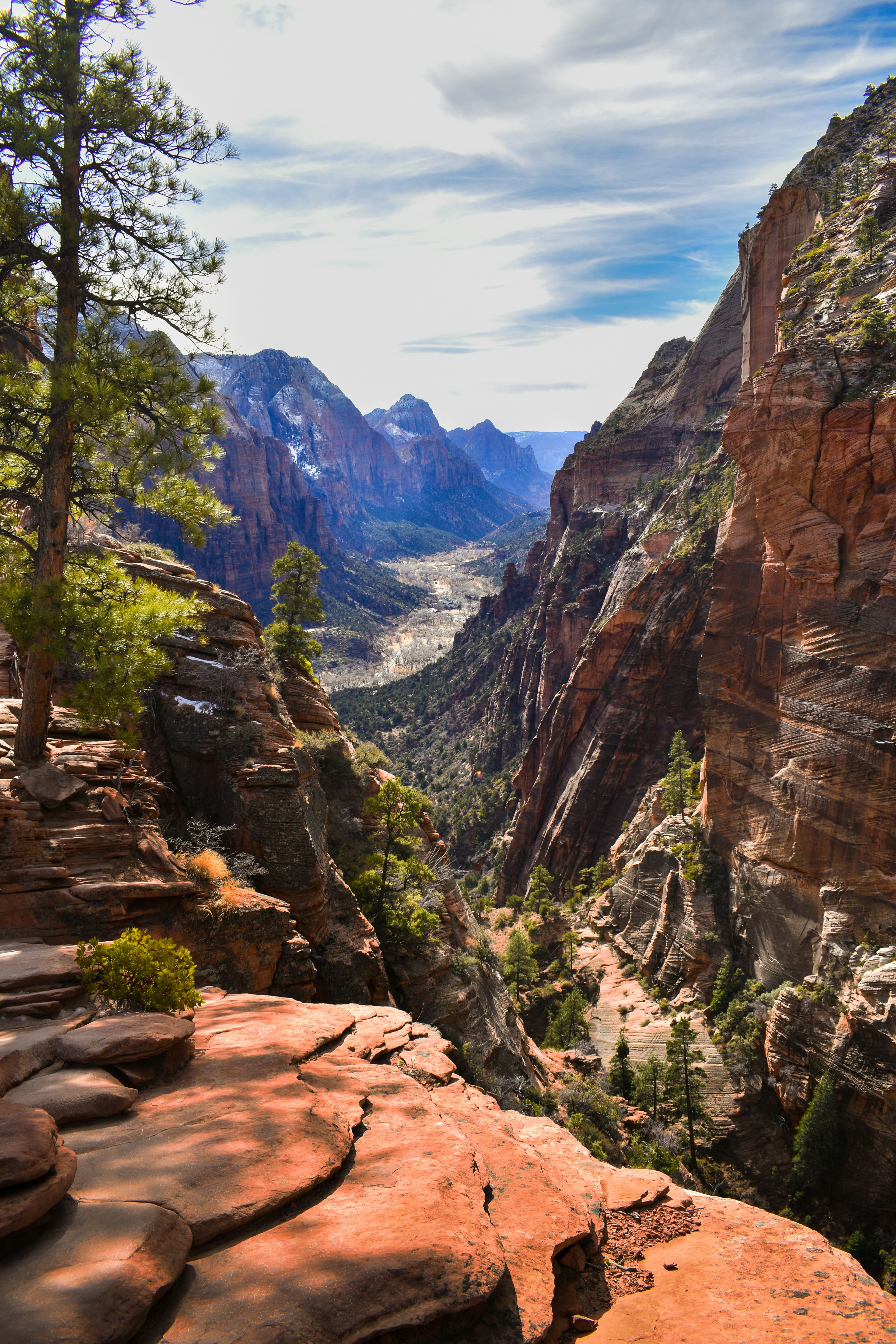 Sweeping overlook of red rock canyon cliffs and a green forested valley in Zion National Park